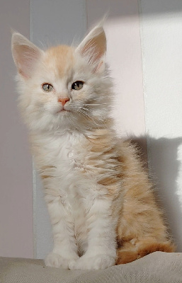 CHATON - Maine Coon