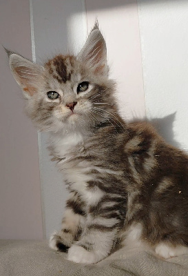 Maine Coon - Du Jardin D'Abel