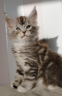 CHATON - Maine Coon