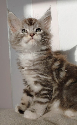 CHATON - Maine Coon