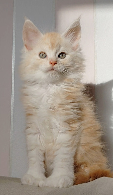 Du Jardin D'Abel - Chaton disponible  - Maine Coon
