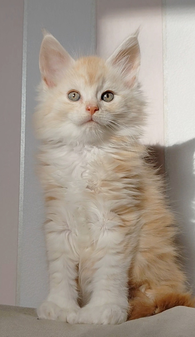 CHATON