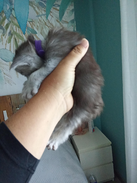 CHATON - 