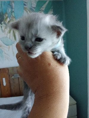 CHATON - Maine Coon