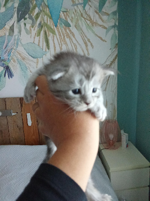 CHATON - Maine Coon