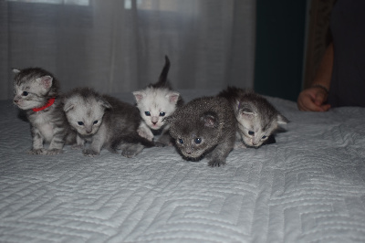 Maine Coon - Jolie port�e de 5 maine coon - Du Monast�re