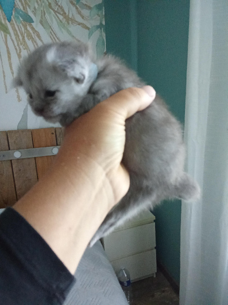 CHATON