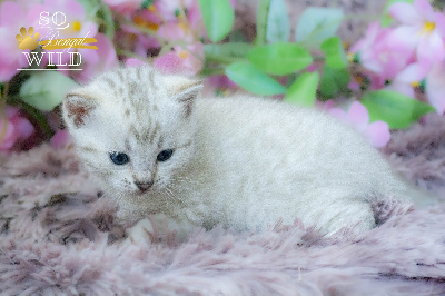 BERGAME - Bengal