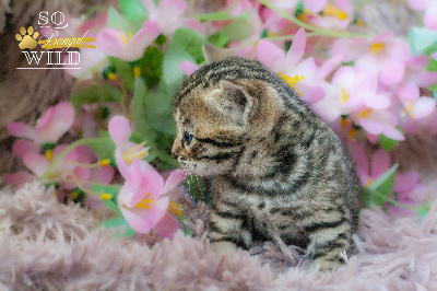 BONBON ROSE - Bengal