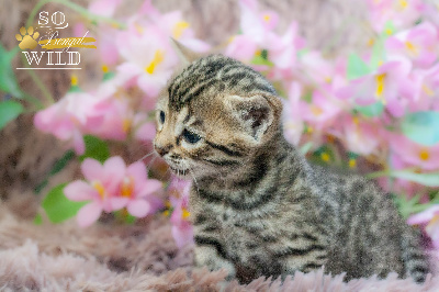BONBON ROSE - Bengal