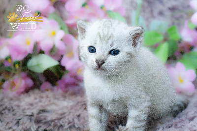 BERGAME - Bengal