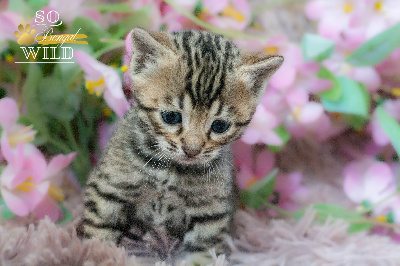 So Wild - Chaton disponible  - Bengal