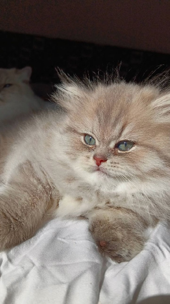 CHATON - 