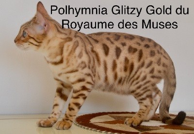 CH. Polhymnia glitzy gold du Royaume des Muses