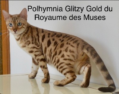 CH. Polhymnia glitzy gold du Royaume des Muses