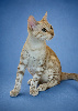 Chatons snow Bengal