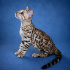 Chatons snow Bengal
