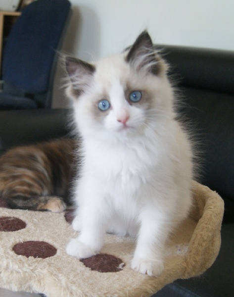 chaton Ragdoll de la Cat Mania