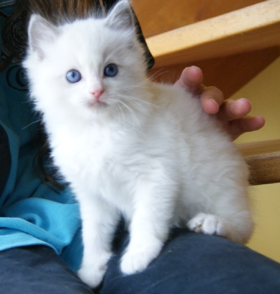 chaton Ragdoll de la Cat Mania