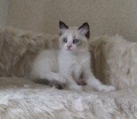 de la Cat Mania - Ragdoll - Portée née le 20/05/2015