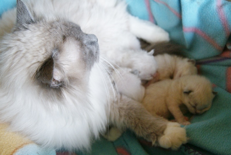 chaton Ragdoll de la Cat Mania