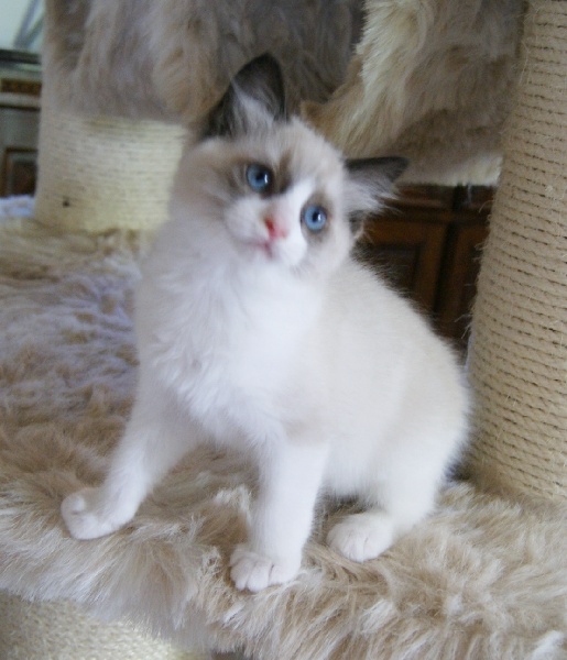 chaton Ragdoll de la Cat Mania