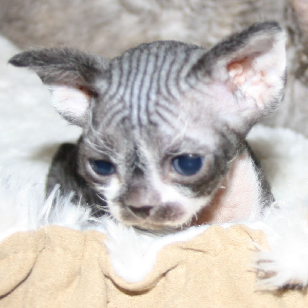 chaton Devon Rex des Lutins du Devon