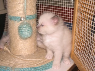 de Barbeiranne - Chaton disponible  - Sacré de Birmanie