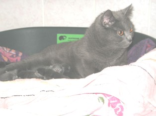 chaton Chartreux de Barbeiranne