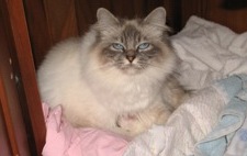 de Barbeiranne - Chaton disponible  - Sacré de Birmanie