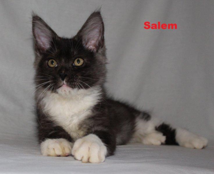 Salem - 