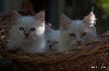 du domaine d'Elior - Superbes chatons chocolat lynx, bicolore et point