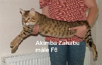 Akimba zahabu d'Orbigny