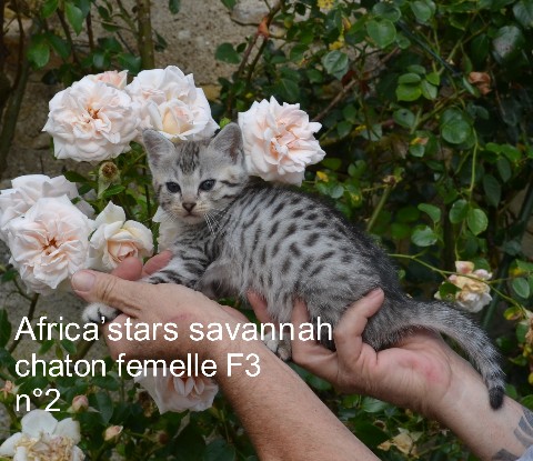 chaton Savannah d'Orbigny