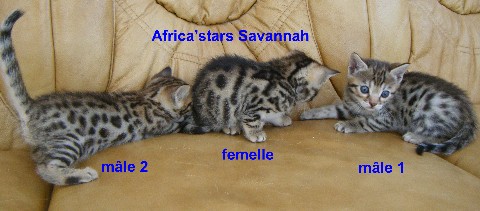 chaton Savannah d'Orbigny