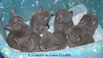 Castel d'Urphée - Nos chatons chartreux