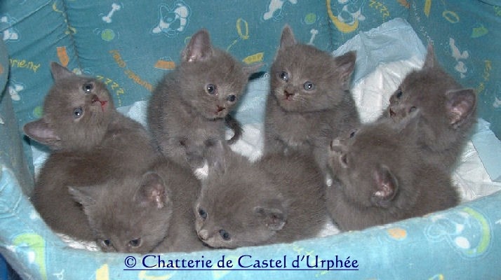 chaton Chartreux Castel d'Urphée