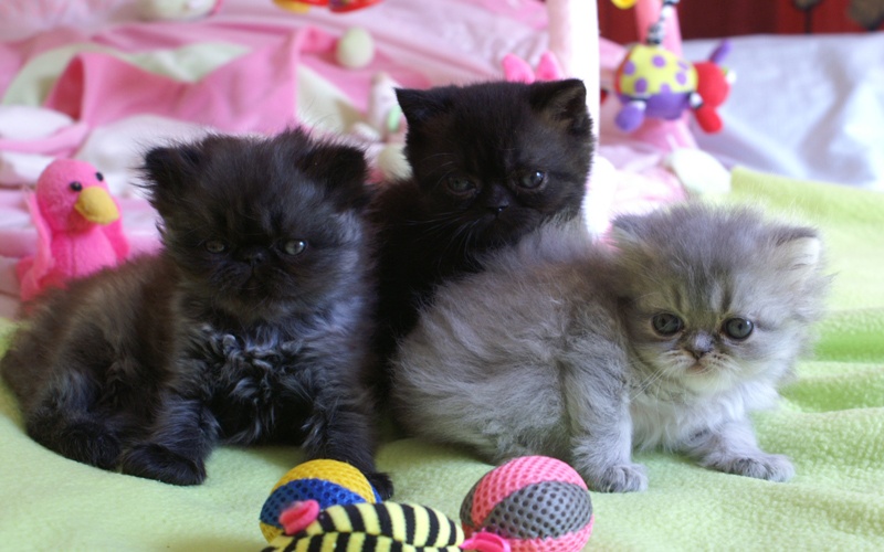 chaton Exotic Shorthair du Pairi Daeza