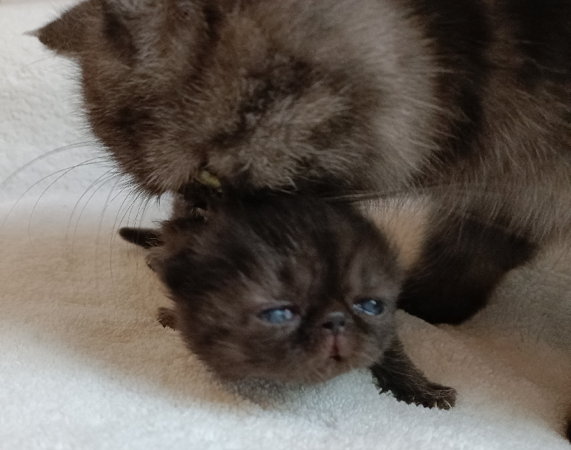 chaton Exotic Shorthair du Pairi Daeza