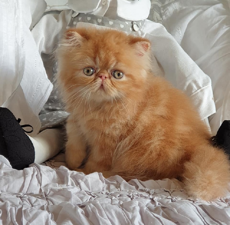 chaton Exotic Shorthair du Pairi Daeza