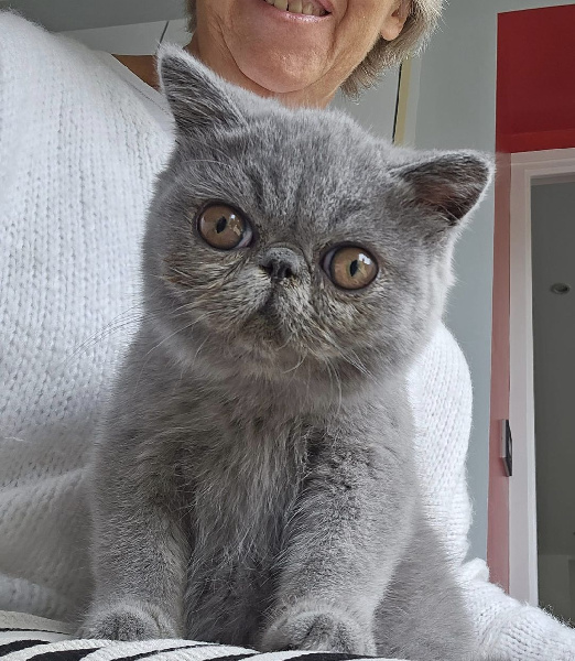 chaton Exotic Shorthair du Pairi Daeza