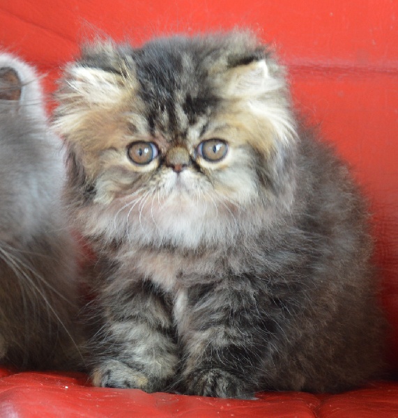 chaton Exotic Shorthair du Pairi Daeza