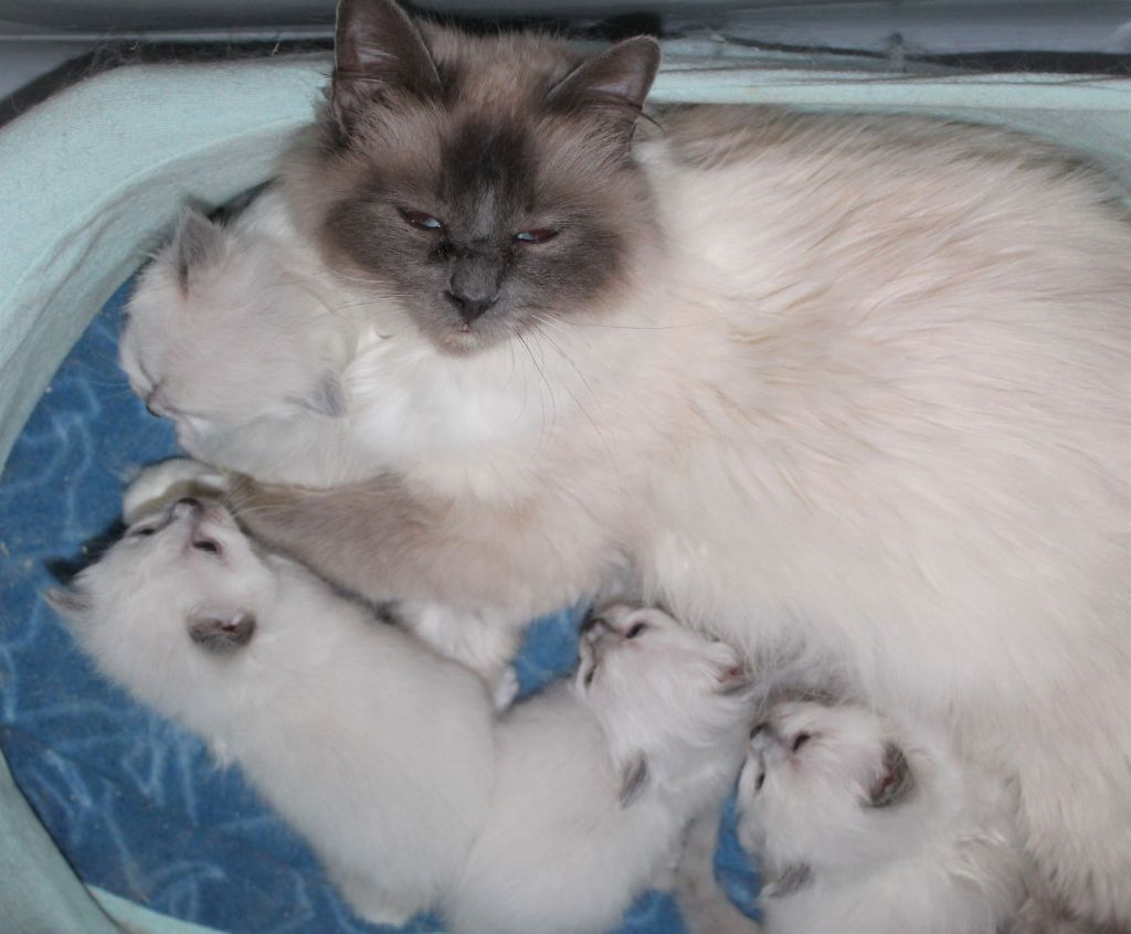 du Normont - Adorables chatons nés le 1er septembre, à réserver.