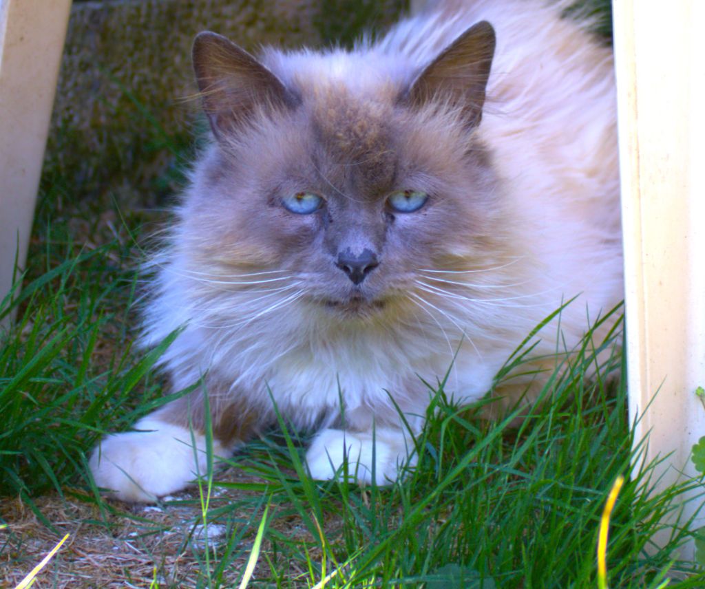 du Normont - A donner pour sa retraite:superbe mâle BIRMAN 