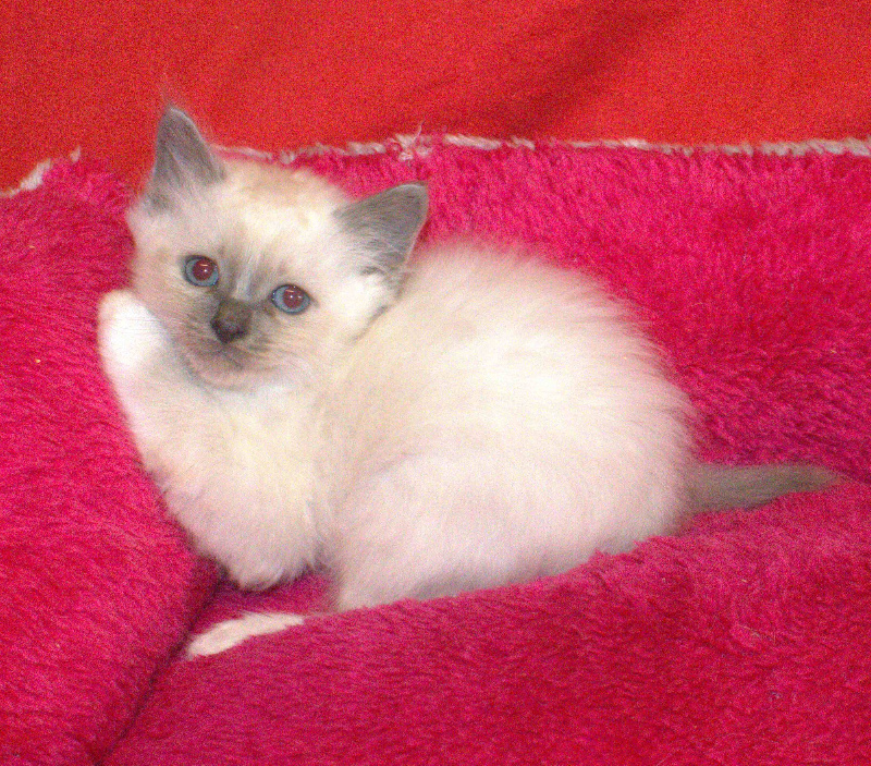 CHATON