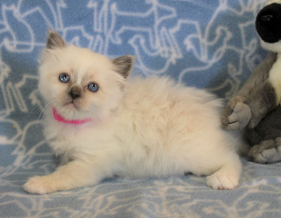 CHATON - Sacré de Birmanie