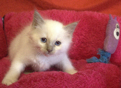 du Normont - Chaton disponible  - Sacré de Birmanie