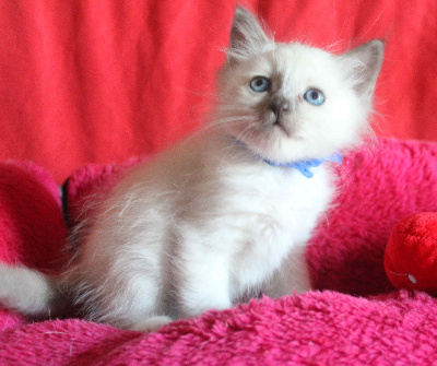 du Normont - Chaton disponible  - Sacré de Birmanie