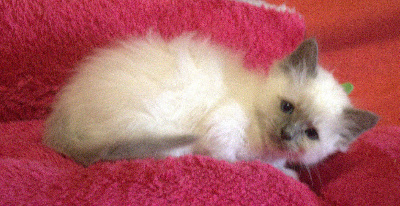 CHATON