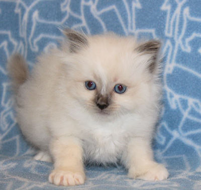 CHATON - Sacré de Birmanie